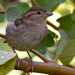 Sparrow10.jpg