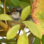 Sparrow11.jpg