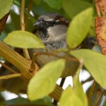 Sparrow12.jpg