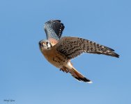 KestrelFlight-744.jpg