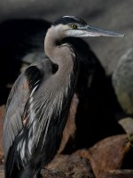 BlueHeron5.jpg
