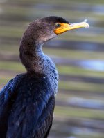 Cormorant.jpg
