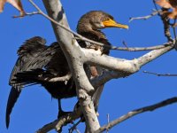 Cormorant8.jpg