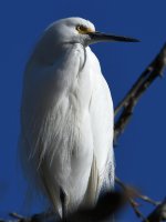 Egret3.jpg