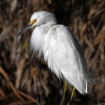 Egret7.jpg
