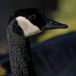 Goose.jpg