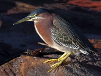 GreenHeron2.jpg