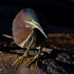 GreenHeron5.jpg