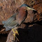 GreenHeron10.jpg