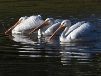 Pelican.jpg