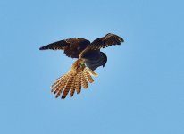 _ROY3816_00001.jpg