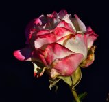 _ROY3854_00001.jpg