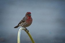 12-29-2020-cr__D7K4870-ON1.jpg