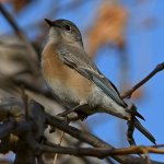 Bluebird.jpg
