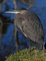 BlueHeron3.jpg