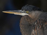 BlueHeron6.jpg