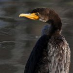 Cormorant2.jpg