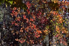 _ROY3949_00001.jpg