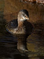 Grebe5.jpg