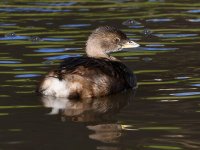Grebe5.jpg