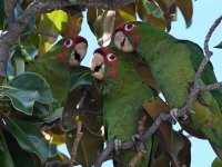Parrots5.jpg