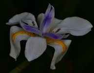 _ROY4266_00001.jpg