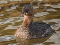 Grebe4.jpg