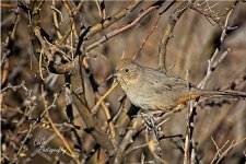 01-03-21--CR-_D7K4959-ON1.jpg