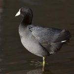 Coot.jpg
