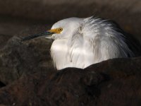 Egret.jpg