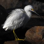 Egret3.jpg