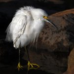 Egret7.jpg