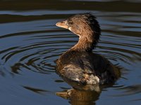 Grebe3.jpg