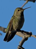 Hummer3.jpg
