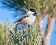 Chickadee-746.jpg