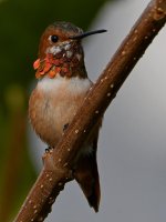 Hummer14.jpg
