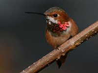 Hummer38.jpg