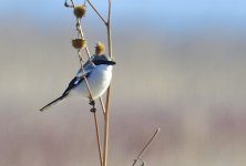 _ROY4579_00001.jpg
