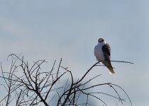 _ROY4607_00001.jpg