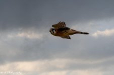 20210103-RD5_5456-Sparrow Hawk.jpg