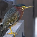 GreenHeron2.jpg