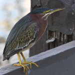 GreenHeron4.jpg