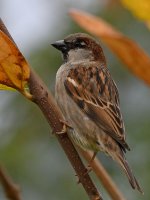 Sparrow2.jpg