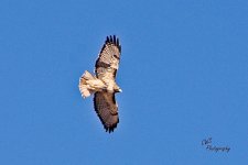 01-04-21--CR-_D7K4986-ON1.jpg