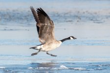 GooseTakeOff-743.jpg