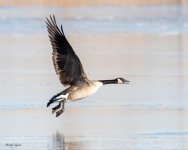 GooseTakeOff-745.jpg