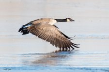 GooseTakeOff-746.jpg