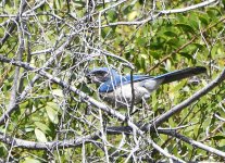 _ROY4677_00001.jpg
