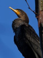 Cormorant4.jpg