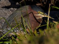 GreenHeron2.jpg